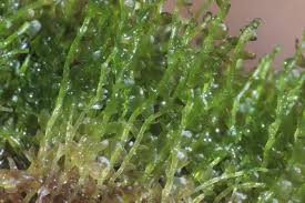 Attēlu rezultāti vaicājumam “Gymnocolea inflata”