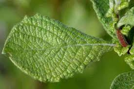 Attēlu rezultāti vaicājumam “Salix aurita”