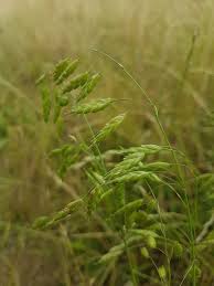 Attēlu rezultāti vaicājumam “Bromus secalinus”