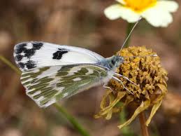 Attēlu rezultāti vaicājumam “Pontia edusa”