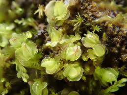 Attēlu rezultāti vaicājumam “Jungermannia hyalina cells”