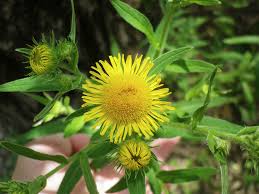 Attēlu rezultāti vaicājumam “Inula britannica”