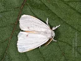 Attēlu rezultāti vaicājumam “Euproctis similis imago”
