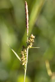 Attēlu rezultāti vaicājumam “Carex lepidocarpa fruit”