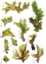 Attēlu rezultāti vaicājumam “Leucobryum juniperoideum”