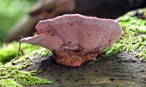 Attēlu rezultāti vaicājumam “Fomitopsis rosea”