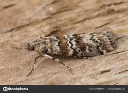 Attēlu rezultāti vaicājumam “Dioryctria abietella”