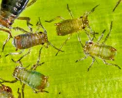 Attēlu rezultāti vaicājumam “Rhopalosiphum oxyacanthae”