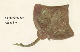 Image result for Dipturus batis