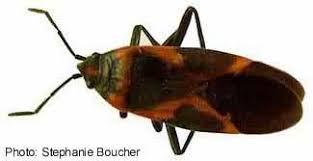 Attēlu rezultāti vaicājumam “Lygaeidae”