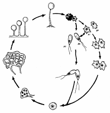 Attēlu rezultāti vaicājumam “Colloderma oculatum plasmodium”