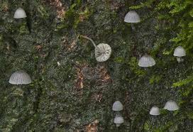 Attēlu rezultāti vaicājumam “Mycena pseudocorticola”