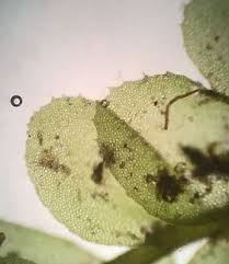 Attēlu rezultāti vaicājumam “Plagiochila porelloides”