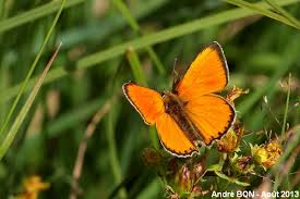 Attēlu rezultāti vaicājumam “Lycaena hippothoe underside”