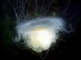 Image result for Phacellophora camtschatica