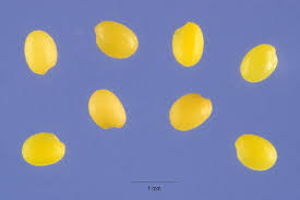 Attēlu rezultāti vaicājumam “Trifolium arvense fruit”