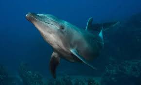Image result for Dolphin Sub Aqua