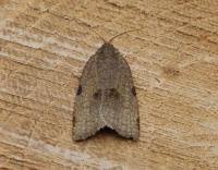 Attēlu rezultāti vaicājumam “Lozotaenia forsterana”