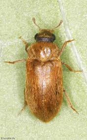 Attēlu rezultāti vaicājumam “Byturus tomentosus”