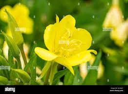 Image result for Oenothera odorata
