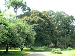 Image result for шри ланка королевский ботанический сад