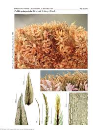 Attēlu rezultāti vaicājumam “Pohlia sphagnicola”