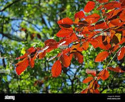 Attēlu rezultāti vaicājumam “Fagus sylvatica fo. purpurea leaf”