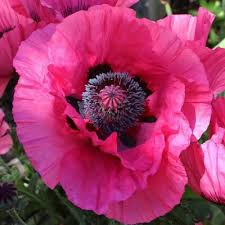 Attēlu rezultāti vaicājumam “Papaver orientale”
