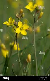 Attēlu rezultāti vaicājumam “Diplotaxis tenuifolia leaf”