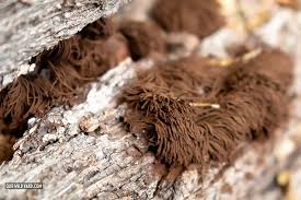 Attēlu rezultāti vaicājumam “Stemonitis splendens spores”