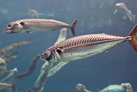 Image result for Scomber scombrus