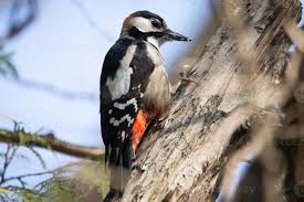Attēlu rezultāti vaicājumam “Dendrocopos major female”