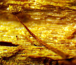 Attēlu rezultāti vaicājumam “Physarum braunianum young”