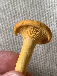 Attēlu rezultāti vaicājumam “Hygrophoropsis aurantiaca”