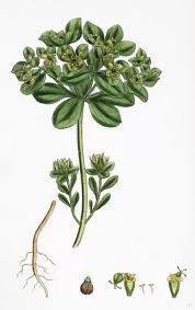 Attēlu rezultāti vaicājumam “Euphorbia helioscopia leaf”