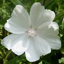 Attēlu rezultāti vaicājumam “Malva moschata flower”
