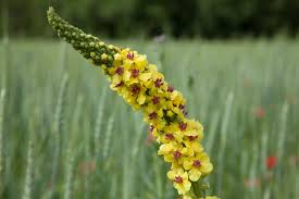 Image result for Königskerzen