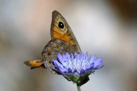 Attēlu rezultāti vaicājumam “Lasiommata maera”