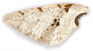 Attēlu rezultāti vaicājumam “Macaria alternata”