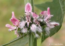 Image result for Leonurus cardiaca