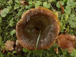 Attēlu rezultāti vaicājumam “Lactarius necator”