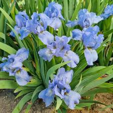 Image result for Iris