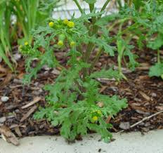 Attēlu rezultāti vaicājumam “Senecio vulgaris flower”