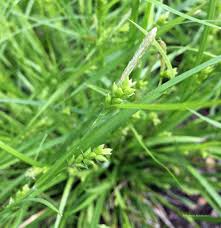 Attēlu rezultāti vaicājumam “Carex globularis”