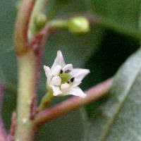 Attēlu rezultāti vaicājumam “Frangula alnus flower”