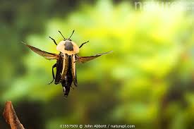 Attēlu rezultāti vaicājumam “Silphidae”