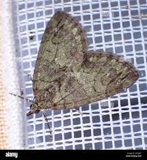 Attēlu rezultāti vaicājumam “Hydriomena impluviata”