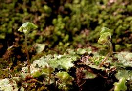 Attēlu rezultāti vaicājumam “Preissia quadrata”