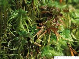 Attēlu rezultāti vaicājumam “Sphagnum russowii”