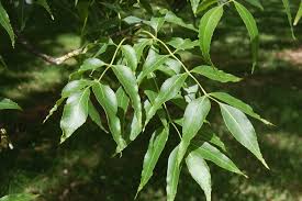 Attēlu rezultāti vaicājumam “Fraxinus”